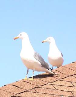加州鸥 / California Gull / Larus californicus