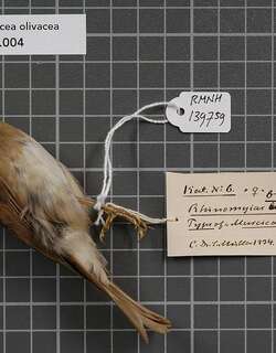 绿背林鹟 / Fulvous-chested Jungle Flycatcher / Cyornis olivaceus