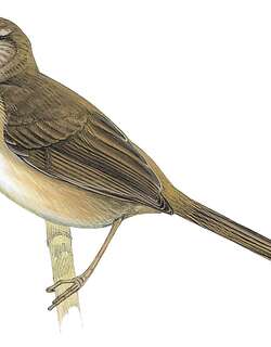 阿达薮莺 / Aldabra Brush Warbler / Nesillas aldabrana