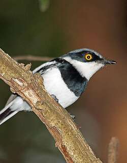 布氏蓬背鹟 / Margaret’s Batis / Batis margaritae