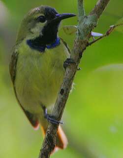 纯背食蜜鸟 / Plain-backed Sunbird / Anthreptes reichenowi