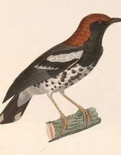 栗顶地鸫 / Chestnut-capped Thrush / Geokichla interpres