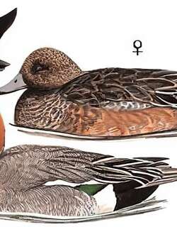 赤颈鸭 / Eurasian Wigeon / Mareca penelope