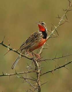 红胸长爪鹡鸰 / Rosy-throated Longclaw / Macronyx ameliae