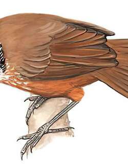 斑颈穗鹛 / Spot-necked Babbler / Stachyris strialata