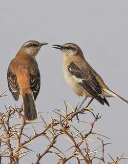 棕背小嘲鸫 / Brown-backed Mockingbird / Mimus dorsalis
