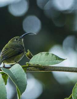 弯嘴裸眉鸫 / Common Sunbird-Asity / Neodrepanis coruscans