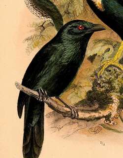 摩鹿加辉椋鸟 / Moluccan Starling / Aplonis mysolensis