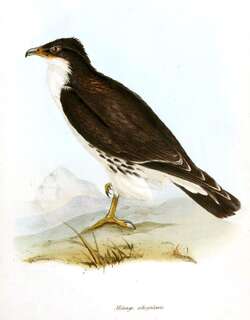 白喉巨隼 / White-throated Caracara / Phalcoboenus albogularis