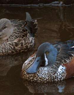 黑顶琵嘴鸭 / Australasian Shoveler / Spatula rhynchotis