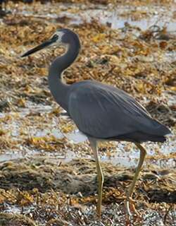 白脸鹭 / White-faced Heron / Egretta novaehollandiae