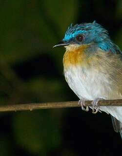 马来仙鹟 / Malaysian Blue Flycatcher / Cyornis turcosus