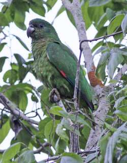 黑嘴鹦哥 / Black-billed Amazon / Amazona agilis