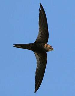 非洲黑雨燕 / African Black Swift / Apus barbatus