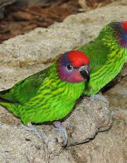 戈氏鹦鹉 / Goldie’s Lorikeet / Psitteuteles goldiei