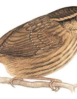 纹胸鹪鹛 / Eyebrowed Wren-Babbler / Napothera epilepidota