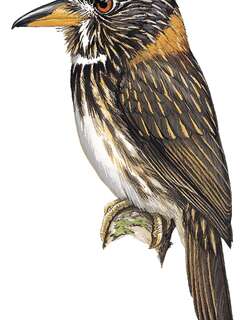 半领蓬头䴕 / Semicollared Puffbird / Malacoptila semicincta