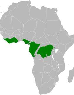 小旋木鹎 / Icterine Greenbul / Phyllastrephus icterinus