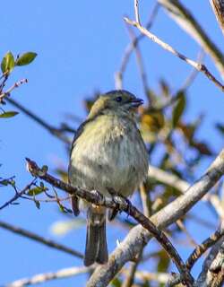 海地金翅雀 / Antillean Siskin / Spinus dominicensis