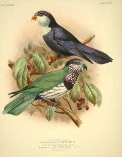 翠蓝鹦鹉 / Ultramarine Lorikeet / Vini ultramarina