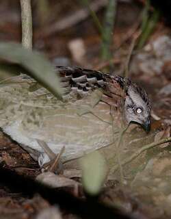 歌鹑 / Singing Quail / Dactylortyx thoracicus