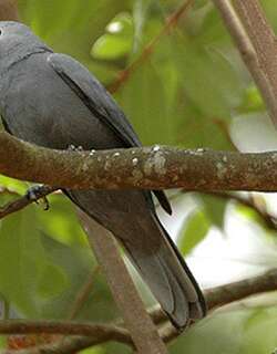 非洲灰鹃鵙 / Grey Cuckooshrike / Ceblepyris caesius