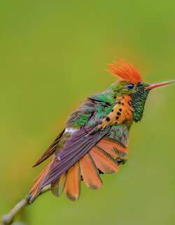 缨冠蜂鸟 / Tufted Coquette / Lophornis ornatus