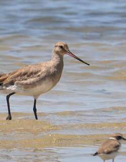 棕塍鹬 / Hudsonian Godwit / Limosa haemastica