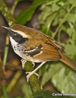 白枕蚁鸟 / White-bibbed Antbird / Myrmoderus loricatus