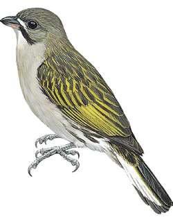 小响蜜䴕 / Least Honeyguide / Indicator exilis