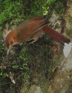 栗顶拾叶雀 / Henna-capped Foliage-gleaner / Clibanornis rectirostris