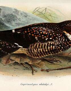 委内瑞拉夜鹰 / Roraiman Nightjar / Setopagis whitelyi