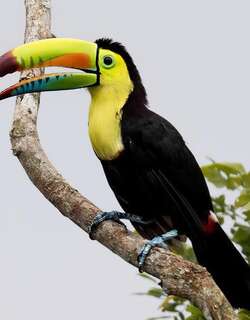 厚嘴巨嘴鸟 / Keel-billed Toucan / Ramphastos sulfuratus
