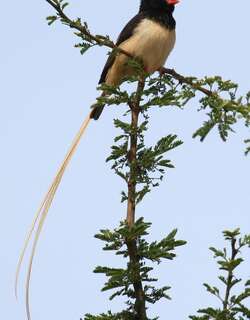 草尾维达鸟 / Straw-tailed Whydah / Vidua fischeri