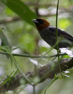 栗头唐纳雀 / Chestnut-headed Tanager / Thlypopsis pyrrhocoma