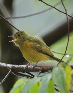 赭腹霸鹟 / Ochre-bellied Flycatcher / Mionectes oleagineus