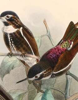 紫背闪羽蜂鸟 / Purple-backed Sunbeam / Aglaeactis aliciae