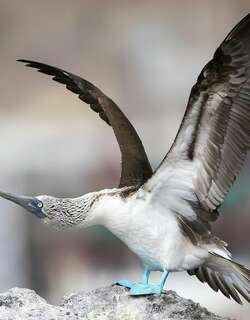 蓝脚鲣鸟 / Blue-footed Booby / Sula nebouxii