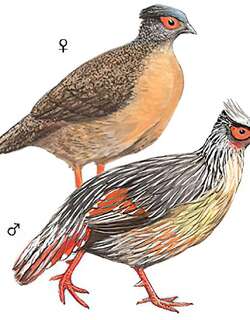 血雉 / Blood Pheasant / Ithaginis cruentus