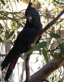 辉凤头鹦鹉 / Glossy Black Cockatoo / Calyptorhynchus lathami