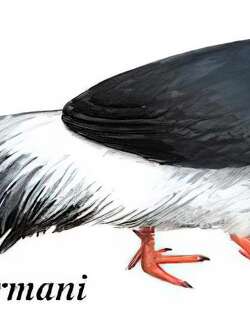 藏马鸡 / Tibetan Eared Pheasant / Crossoptilon harmani