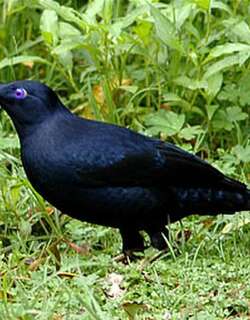 缎蓝园丁鸟 / Satin Bowerbird / Ptilonorhynchus violaceus