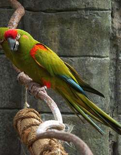 红额金刚鹦鹉 / Red-fronted Macaw / Ara rubrogenys