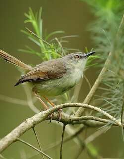 褐胁鹪莺 / Tawny-flanked Prinia / Prinia subflava