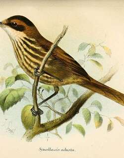 红斑尾雀 / Roraiman Barbtail / Roraimia adusta