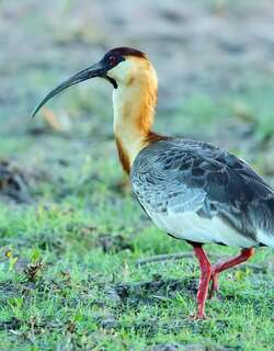 黄颈鹮 / Buff-necked Ibis / Theristicus caudatus