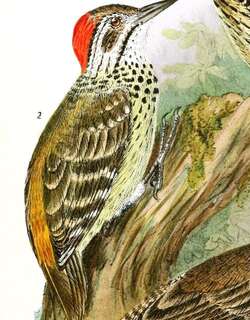 斑胸啄木鸟 / Speckle-breasted Woodpecker / Dendropicos poecilolaemus