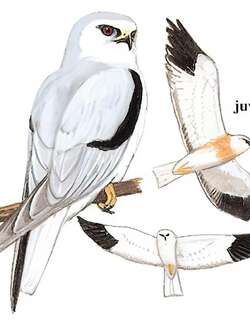 黑翅鸢 / Black-winged Kite / Elanus caeruleus