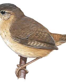 号声鹪鹩 / Clarion Wren / Troglodytes tanneri