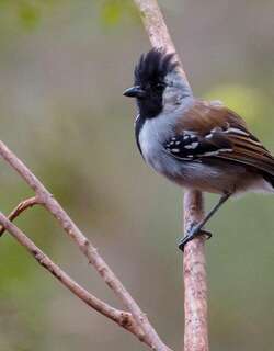 银颊蚁鵙 / Silvery-cheeked Antshrike / Sakesphorus cristatus